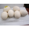 Image 1 : 6 OSTRICH EGGS