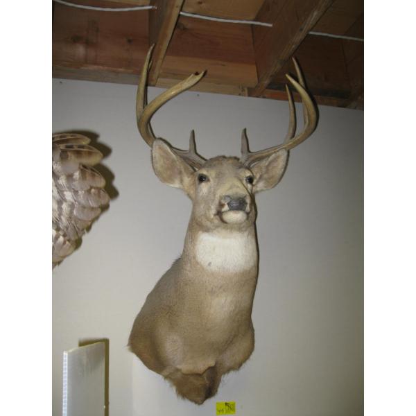 MOUNTED WHITE TAIL DEER