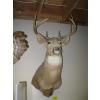 Image 1 : MOUNTED WHITE TAIL DEER