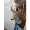 Image 2 : MOUNTED WHITETAIL DEER HEAD