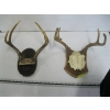 Image 1 : 2 SETS OF DEER HORNS ON PLAQUES