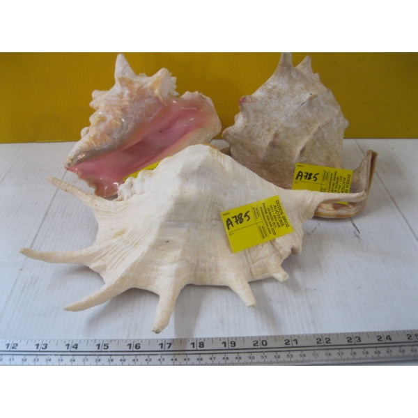 3 LG. SHELLS