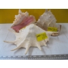 Image 1 : 3 LG. SHELLS