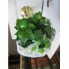Image 2 : GOLD PLANT STAND W/CONTENTS