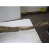 Image 5 : MOUNTED CAYMEN ALLIGATOR