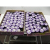 Image 1 : 2 FLATS OF GRAPE VODKA JELLO SHOTS