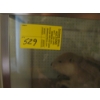 Image 5 : BEAVER IN GLASS DISPLAY CASE