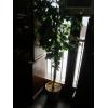 Image 3 : PAIR OF ARTIFICIAL TREES