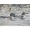 Image 2 : FRAMED PRINT OF THE LOONS