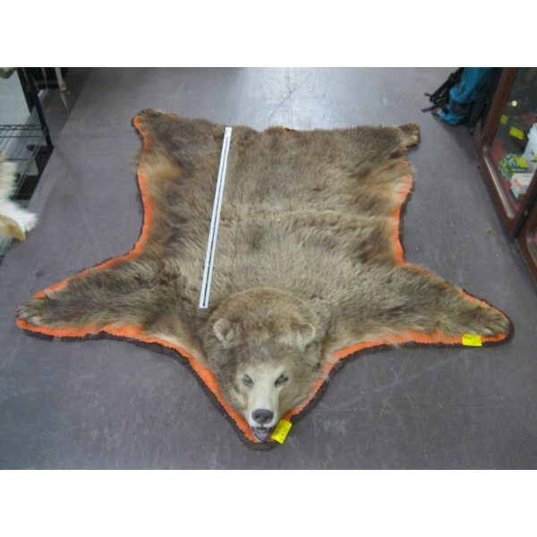 MOUNTED BROWN BEAR HIDE WITH HEAD MOUNT