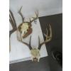 Image 2 : 5 SETS OF HORNS