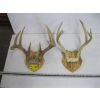 Image 1 : 2 SETS OF DEER HORNS ON PLAQUES