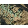 Image 3 : CULTIVATOR