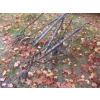 Image 9 : 3 CULTIVATORS - 2 HAND, 1 PULL TYPE