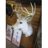 Image 2 : MOUNTED WHITETAIL DEER HEAD