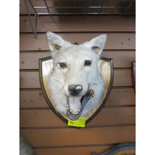 MOUNTED COYOTE HEAD W/BROKEN LOWER JAW