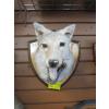 Image 1 : MOUNTED COYOTE HEAD W/BROKEN LOWER JAW