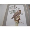 Image 3 : 2 PRINTS FROM FRANKLIN MINT BY ROBIN HILL - UNFRAMED - WOOD DUCK & OWL