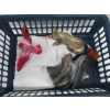 Image 3 : SM. BASKET W/HANGING FIGURINES, WOODPECKER FIGURINE, ETC.