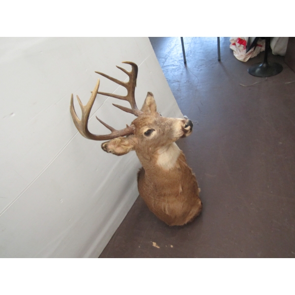 DEER HEAD W/ANTLERS