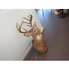 Image 1 : DEER HEAD W/ANTLERS