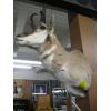 Image 2 : PRONGHORN ANTELOPE