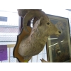 Image 1 : MOUNTED BIGHORN SHEEP HEAD