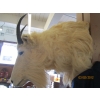 Image 3 : HORN SHEEP HEAD