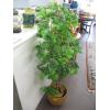 Image 1 : ARTIFICIAL PLANT