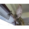 Image 5 : MOUNTED GREAT HORNED OWL