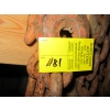 Image 4 : 2 LONG CHAINS & 2 CINCHES