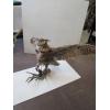 Image 2 : MOUNTED GREAT HORNED OWL