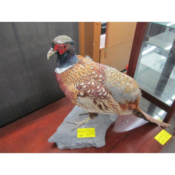 RINGNECK PHEASANT
