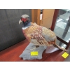 Image 1 : RINGNECK PHEASANT