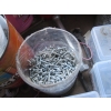 Image 5 : MISC. SCREWS, NUTS, BOLTS, ETC.