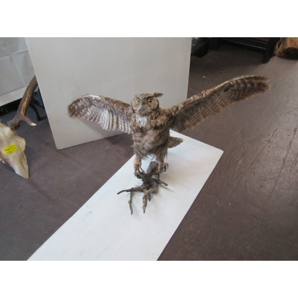 MOUNTED GREAT HORNED OWL
