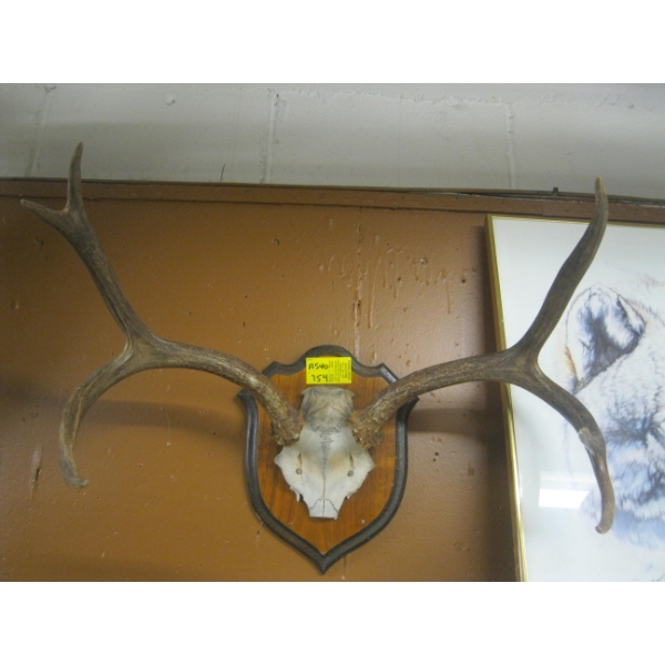 SET OF MOUNTED DEER HORNS