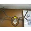 Image 1 : SET OF MOUNTED DEER HORNS