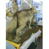 Image 2 : LIFESIZE COYOTE MOUNT ON STAND