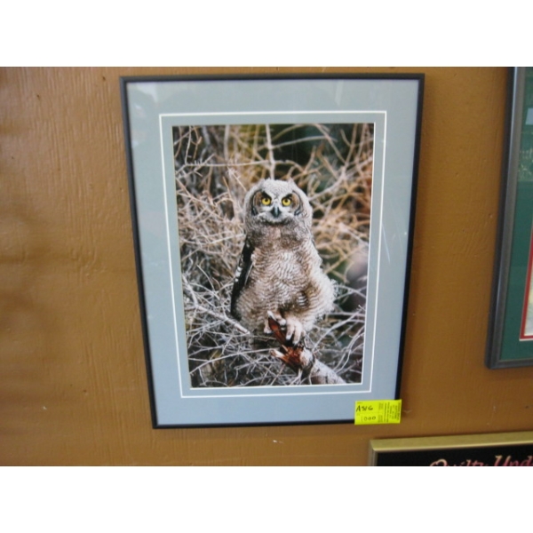 FRAMED OWL PHOTO