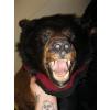 Image 2 : BLACK BEAR RUG W/HEAD MOUNT