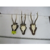 Image 1 : 3 SETS OF DEER HORNS ON PLAQUES