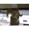 Image 2 : MOUNTED BIGHORN SHEEP HEAD