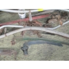 Image 5 : 2 ALUMINUM HANDLE SCYTHES, WOODEN SCYTHES, PIPE CUTTER, VINTAGE BIKE PUMPS