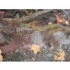 Image 10 : 3 CULTIVATORS  