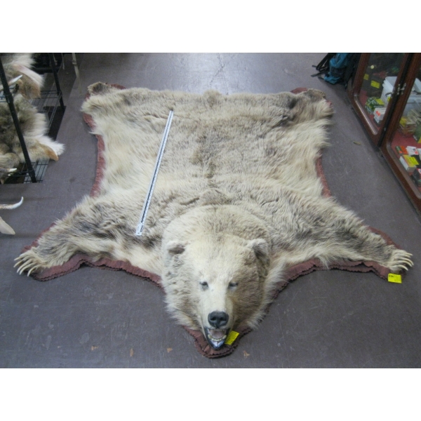 TANNED GRIZZLY HIDE WITH HEAD MOUNT