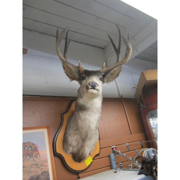 LG. MULE DEER HEAD MOUNT