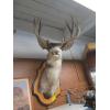 Image 1 : LG. MULE DEER HEAD MOUNT