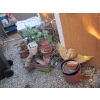 Image 1 : ASST. PLANTERS, ETC.
