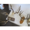 Image 3 : 5 SETS OF HORNS